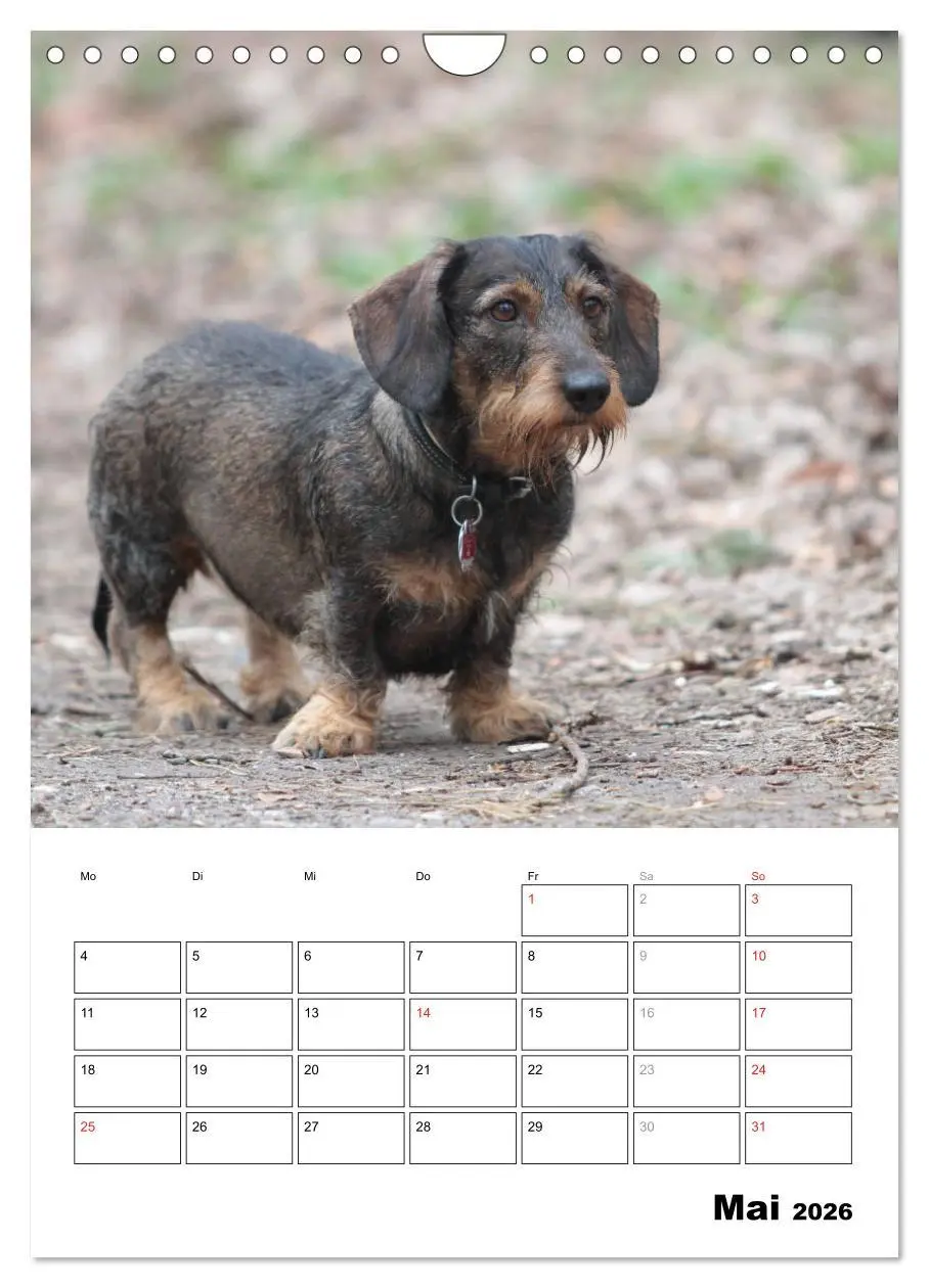 Bild: 9783516450460 | Geliebte Rabauken - Rauhaardackel (Wandkalender 2026 DIN A4 hoch),...