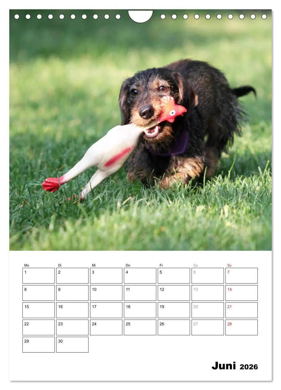 Bild: 9783516450460 | Geliebte Rabauken - Rauhaardackel (Wandkalender 2026 DIN A4 hoch),...
