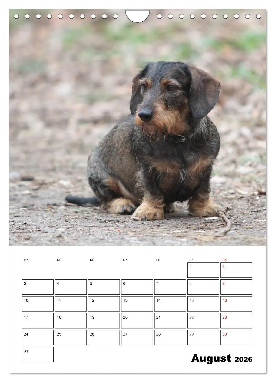 Bild: 9783516450460 | Geliebte Rabauken - Rauhaardackel (Wandkalender 2026 DIN A4 hoch),...