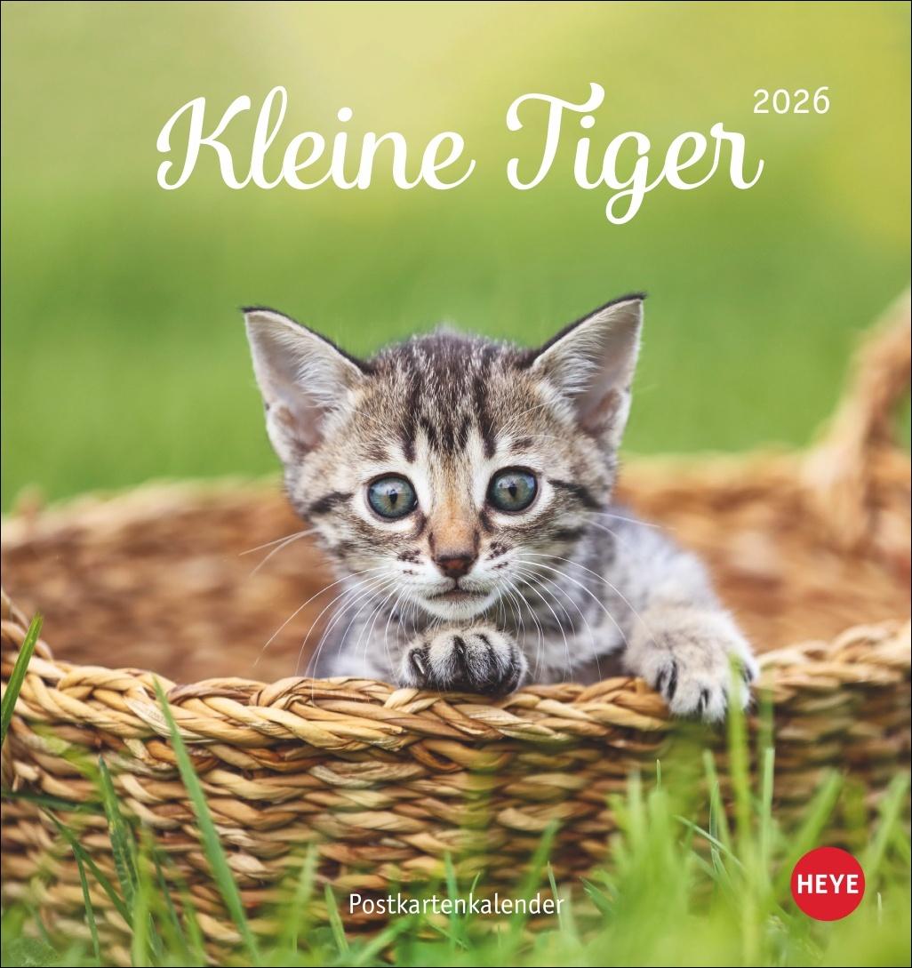 Cover: 9783756410460 | Katzen Postkartenkalender Kleine Tiger 2026 | Heye | Kalender | 13 S.