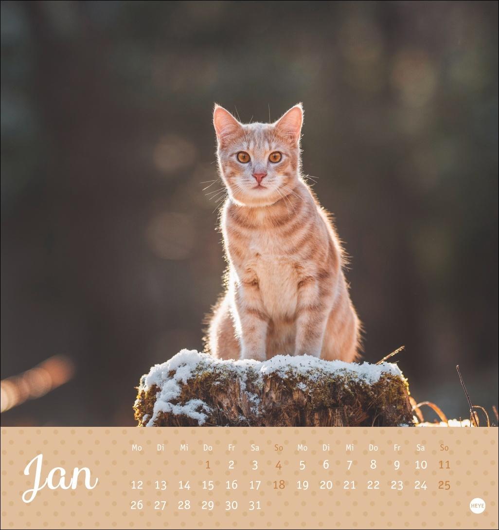 Bild: 9783756410460 | Katzen Postkartenkalender Kleine Tiger 2026 | Heye | Kalender | 13 S.