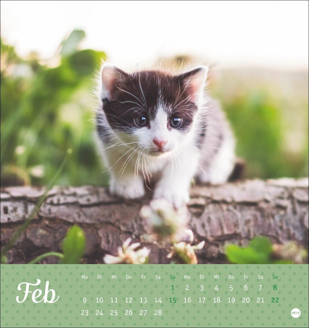 Bild: 9783756410460 | Katzen Postkartenkalender Kleine Tiger 2026 | Heye | Kalender | 13 S.