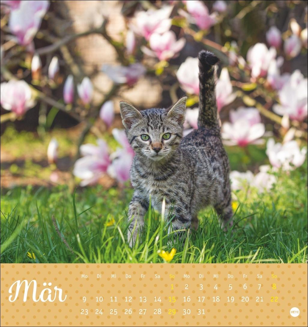 Bild: 9783756410460 | Katzen Postkartenkalender Kleine Tiger 2026 | Heye | Kalender | 13 S.