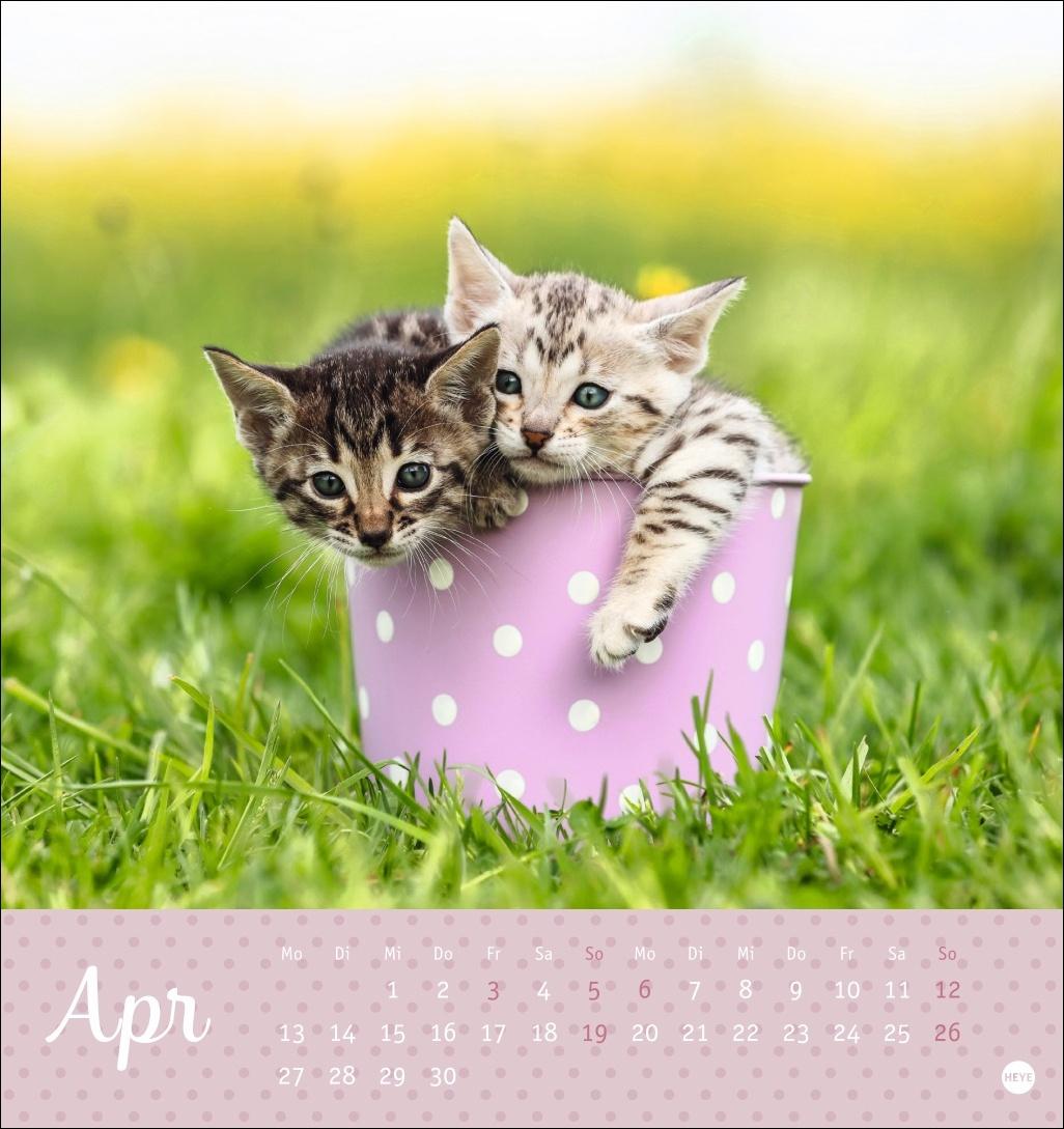 Bild: 9783756410460 | Katzen Postkartenkalender Kleine Tiger 2026 | Heye | Kalender | 13 S.