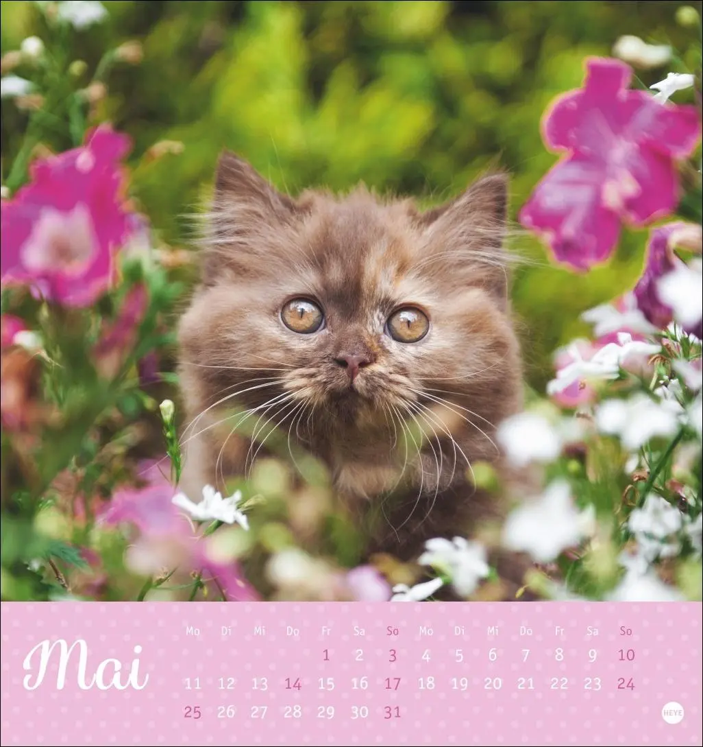 Bild: 9783756410460 | Katzen Postkartenkalender Kleine Tiger 2026 | Heye | Kalender | 13 S.