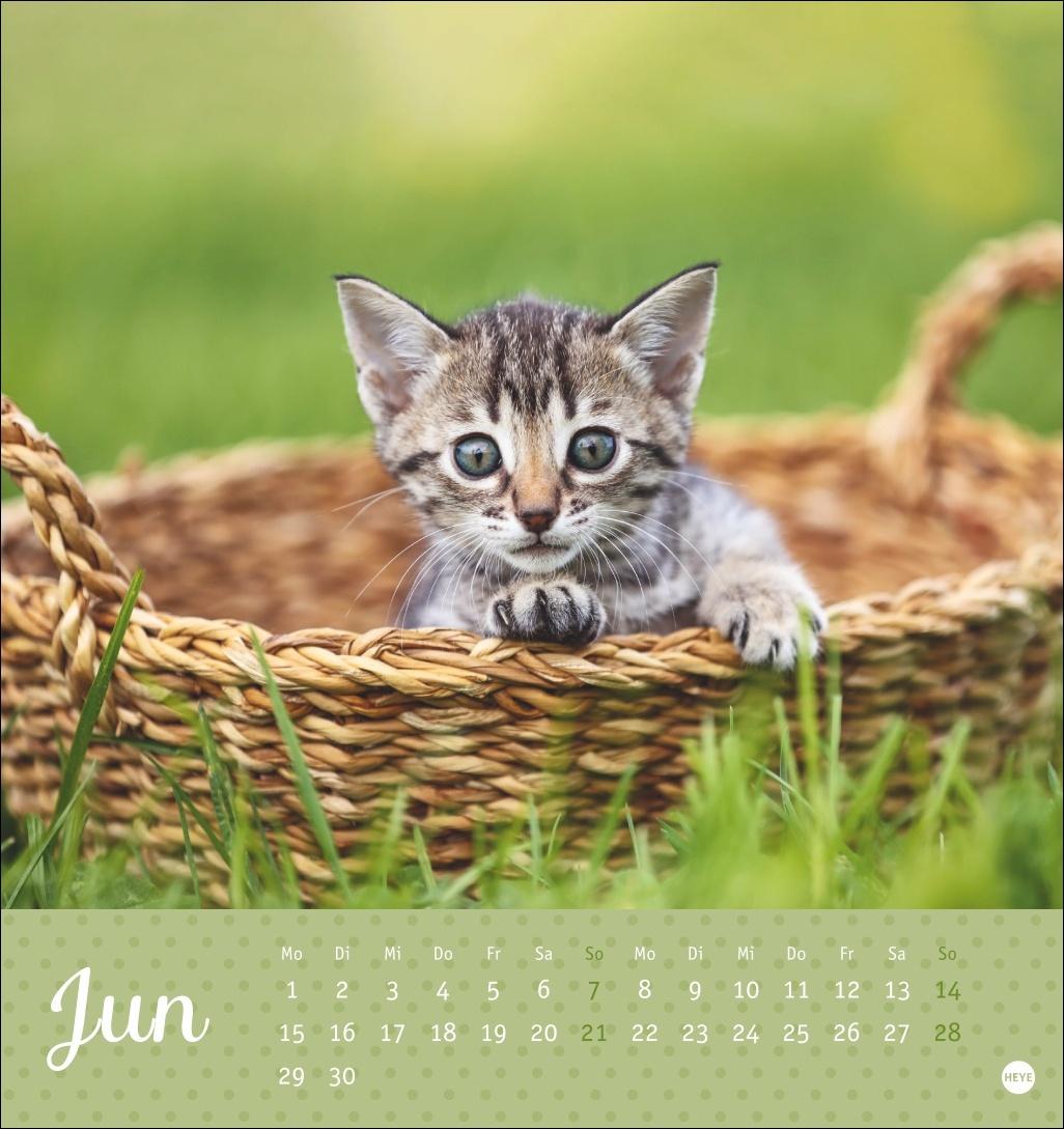 Bild: 9783756410460 | Katzen Postkartenkalender Kleine Tiger 2026 | Heye | Kalender | 13 S.