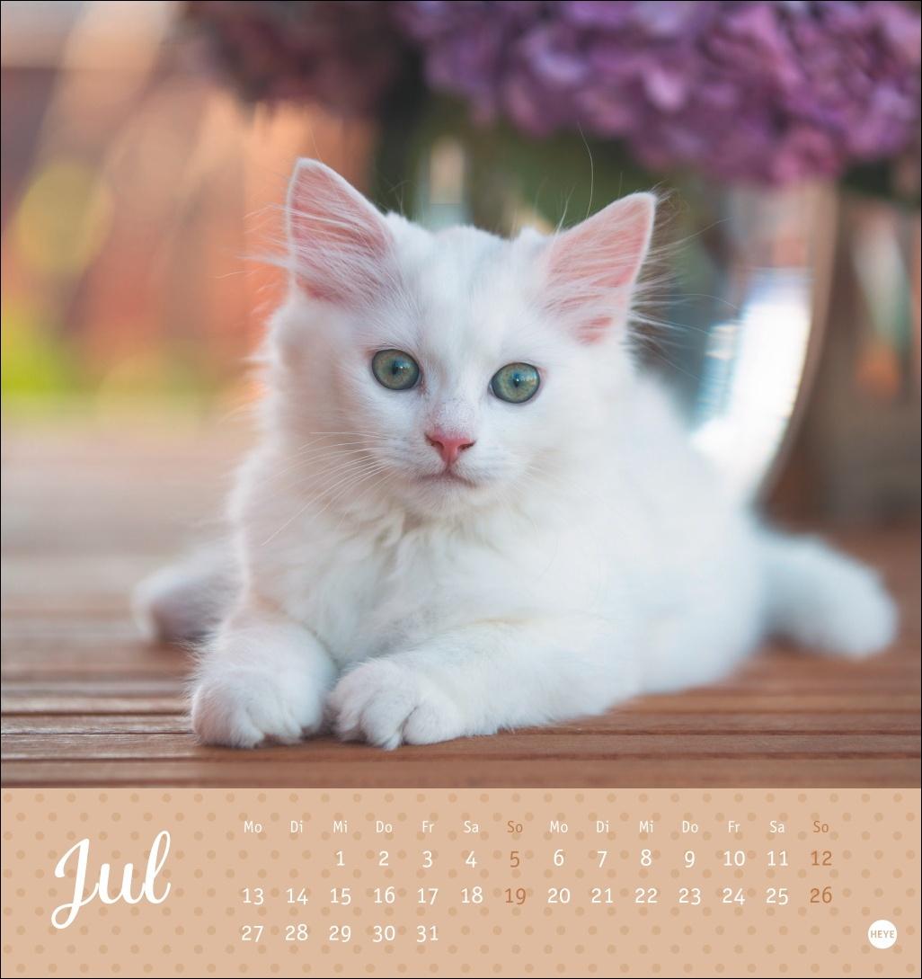 Bild: 9783756410460 | Katzen Postkartenkalender Kleine Tiger 2026 | Heye | Kalender | 13 S.