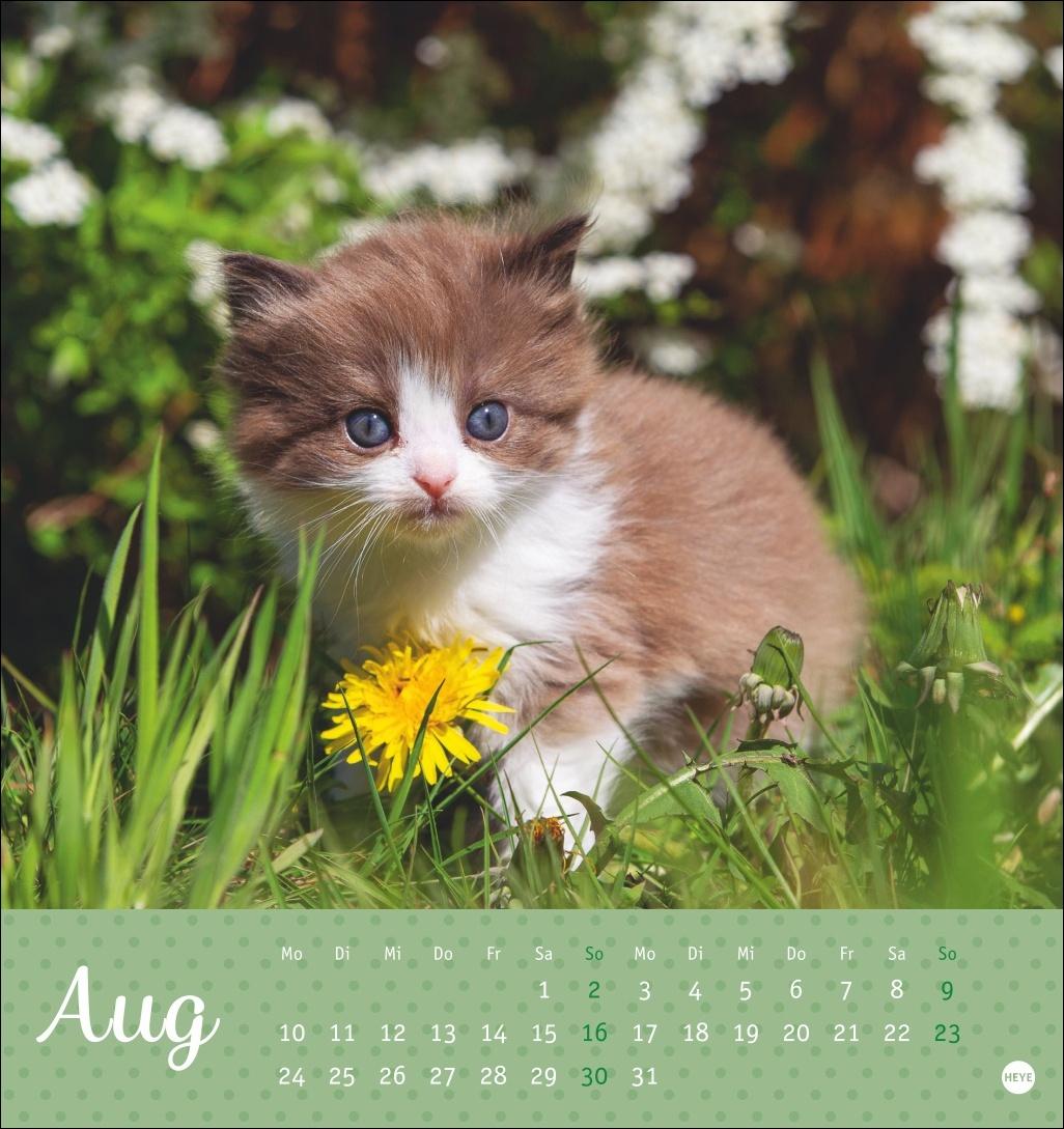 Bild: 9783756410460 | Katzen Postkartenkalender Kleine Tiger 2026 | Heye | Kalender | 13 S.