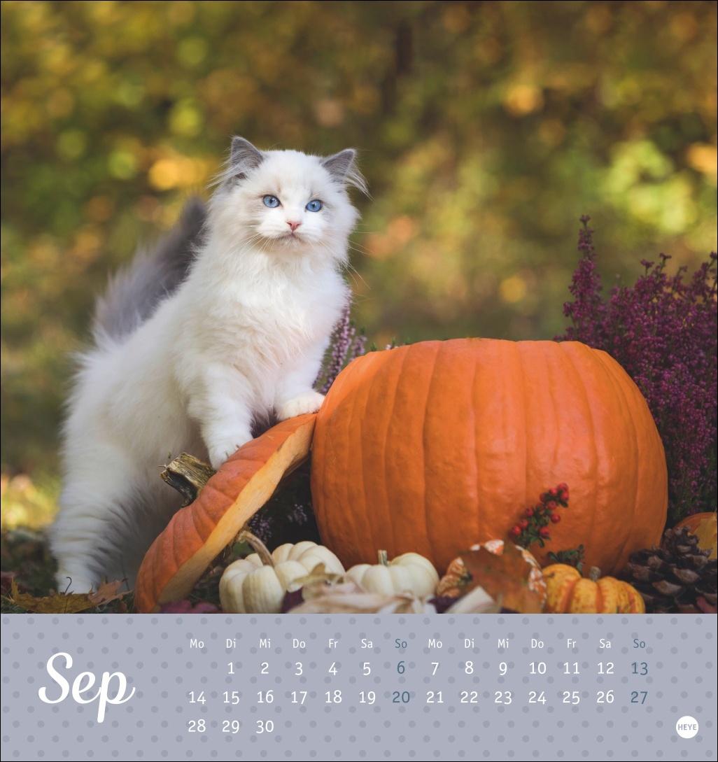 Bild: 9783756410460 | Katzen Postkartenkalender Kleine Tiger 2026 | Heye | Kalender | 13 S.