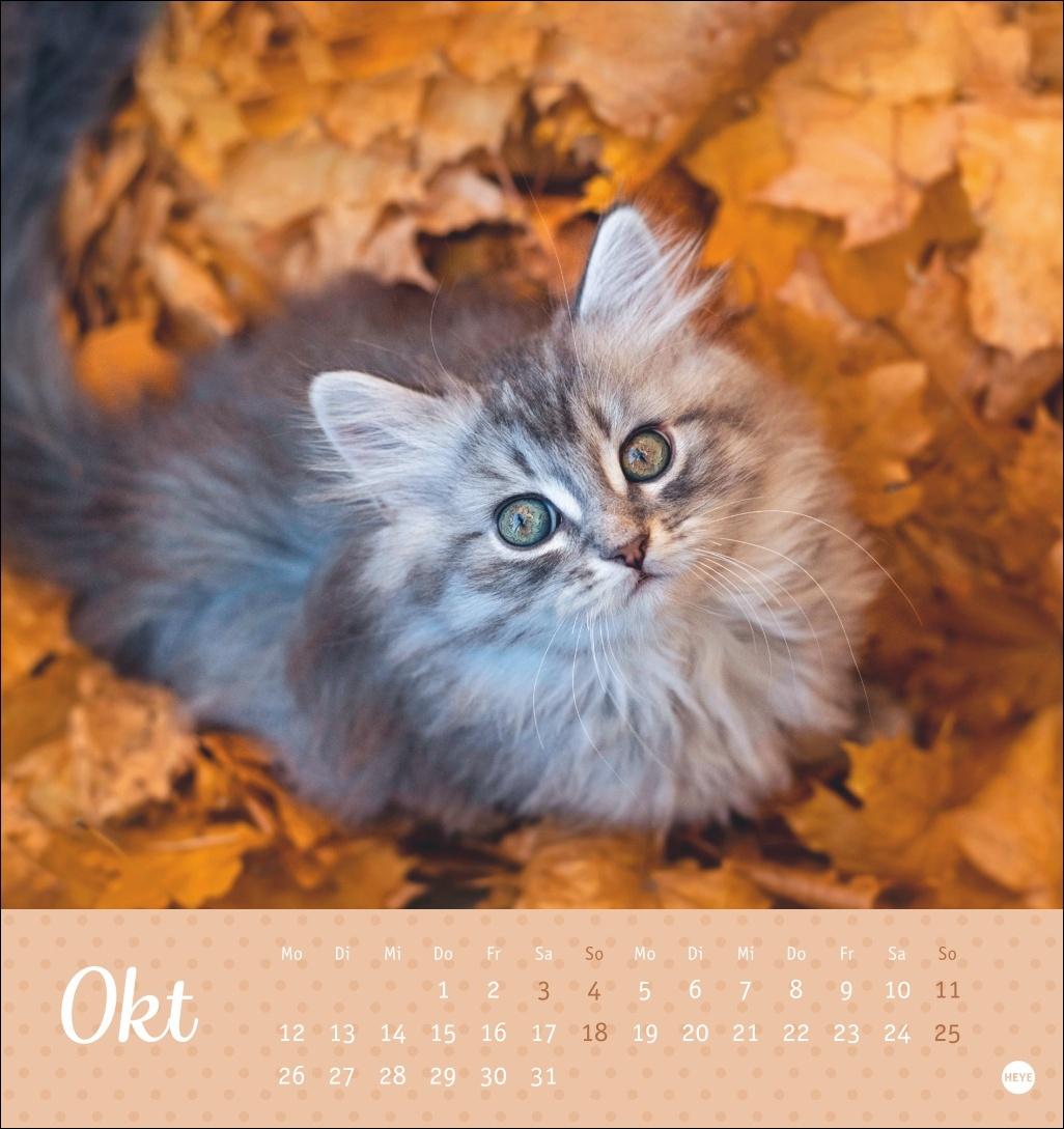 Bild: 9783756410460 | Katzen Postkartenkalender Kleine Tiger 2026 | Heye | Kalender | 13 S.