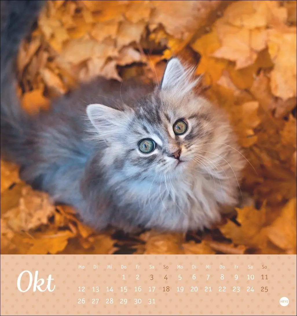 Bild: 9783756410460 | Katzen Postkartenkalender Kleine Tiger 2026 | Heye | Kalender | 13 S.