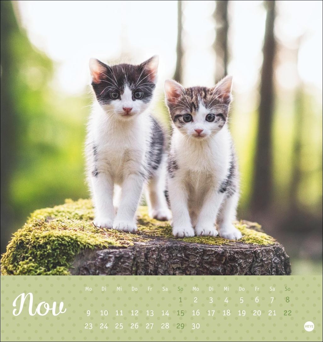 Bild: 9783756410460 | Katzen Postkartenkalender Kleine Tiger 2026 | Heye | Kalender | 13 S.