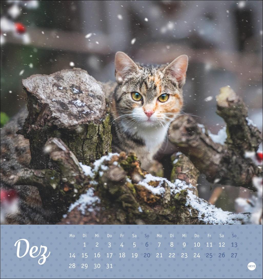 Bild: 9783756410460 | Katzen Postkartenkalender Kleine Tiger 2026 | Heye | Kalender | 13 S.