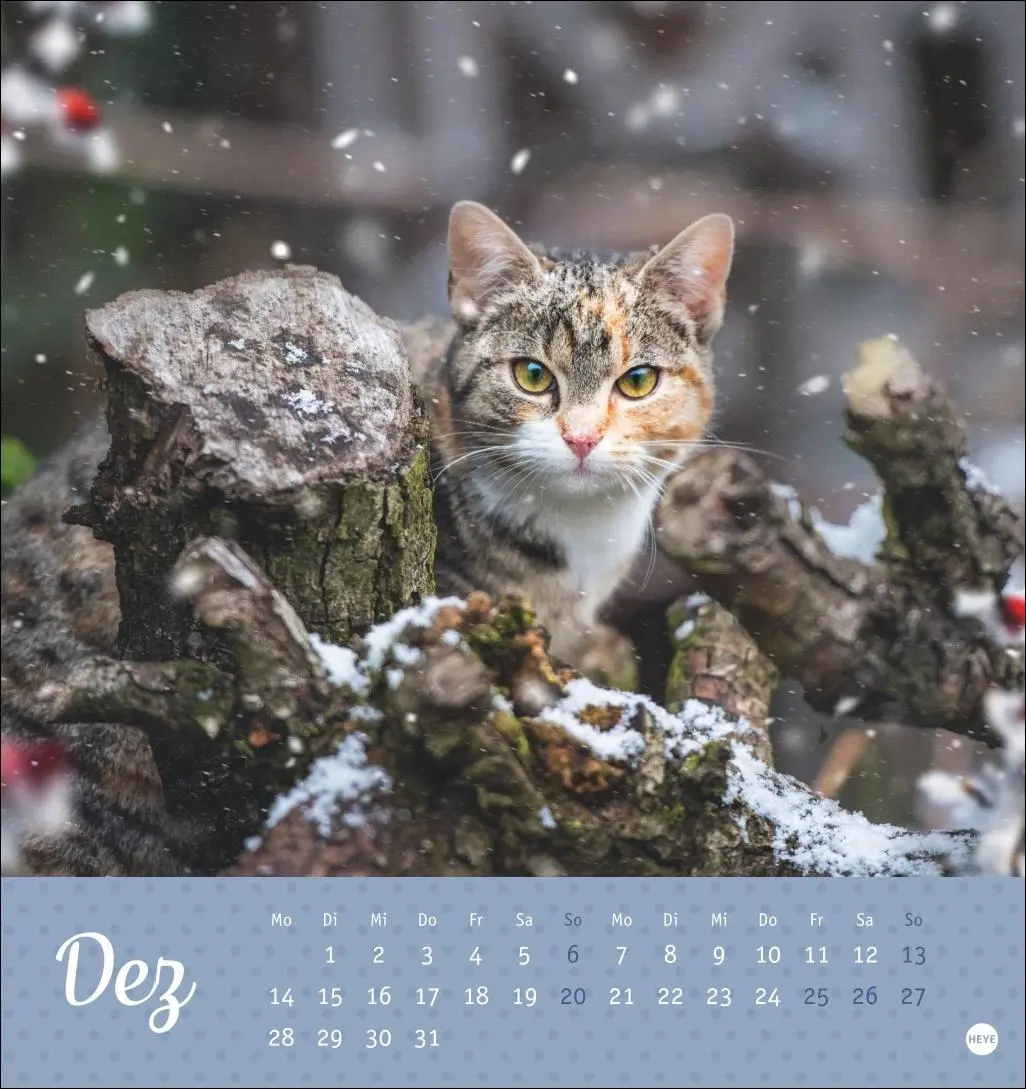 Bild: 9783756410460 | Katzen Postkartenkalender Kleine Tiger 2026 | Heye | Kalender | 13 S.