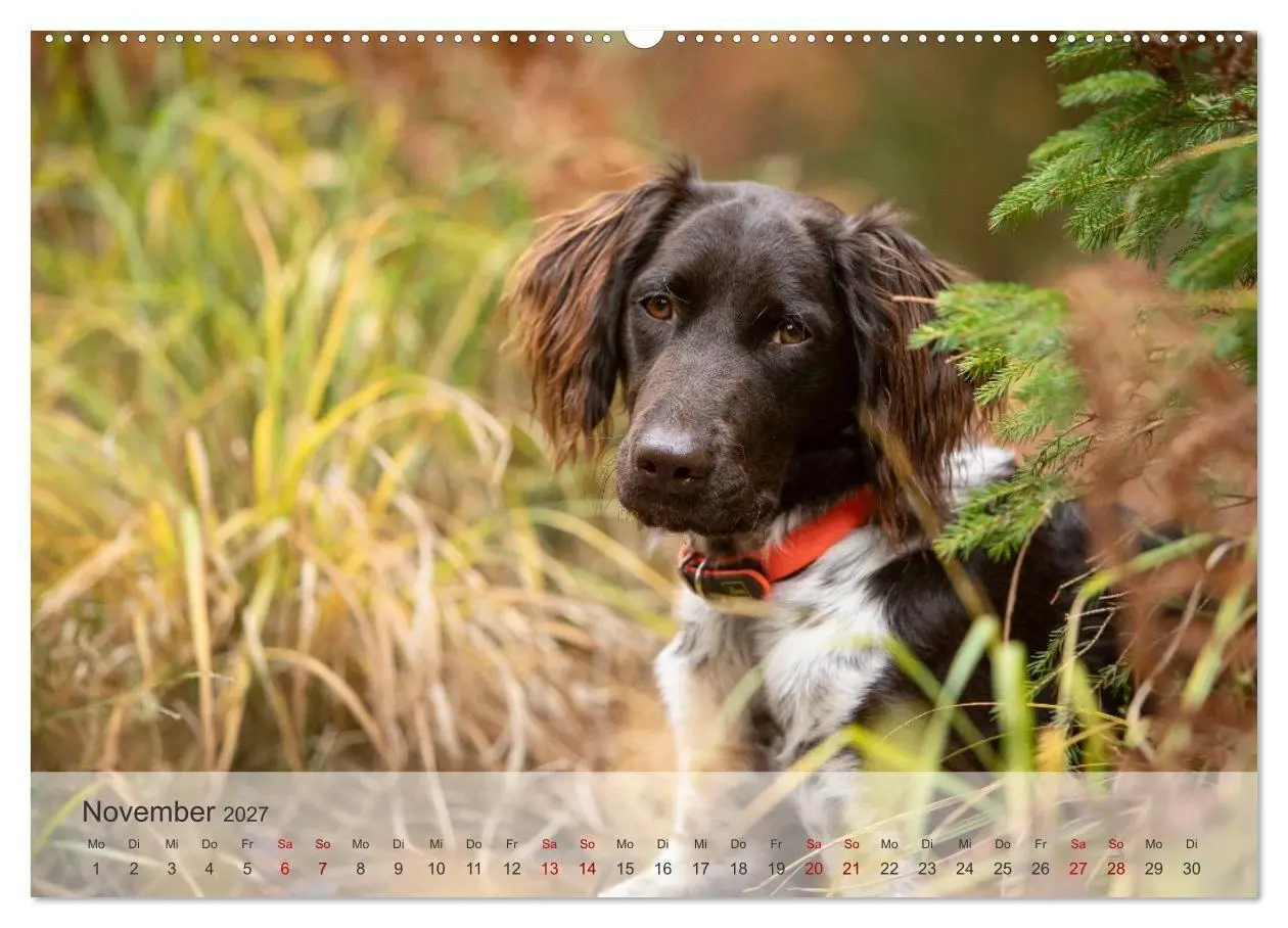 Bild: 9783569080560 | Treue Jagdgefährten Der kleine Münsterländer (Wandkalender 2027 DIN...