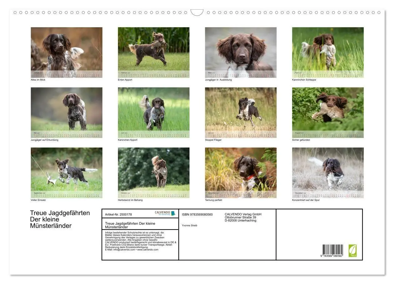 Bild: 9783569080560 | Treue Jagdgefährten Der kleine Münsterländer (Wandkalender 2027 DIN...