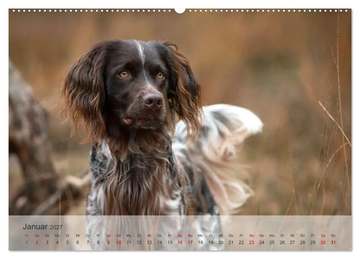 Bild: 9783569080560 | Treue Jagdgefährten Der kleine Münsterländer (Wandkalender 2027 DIN...