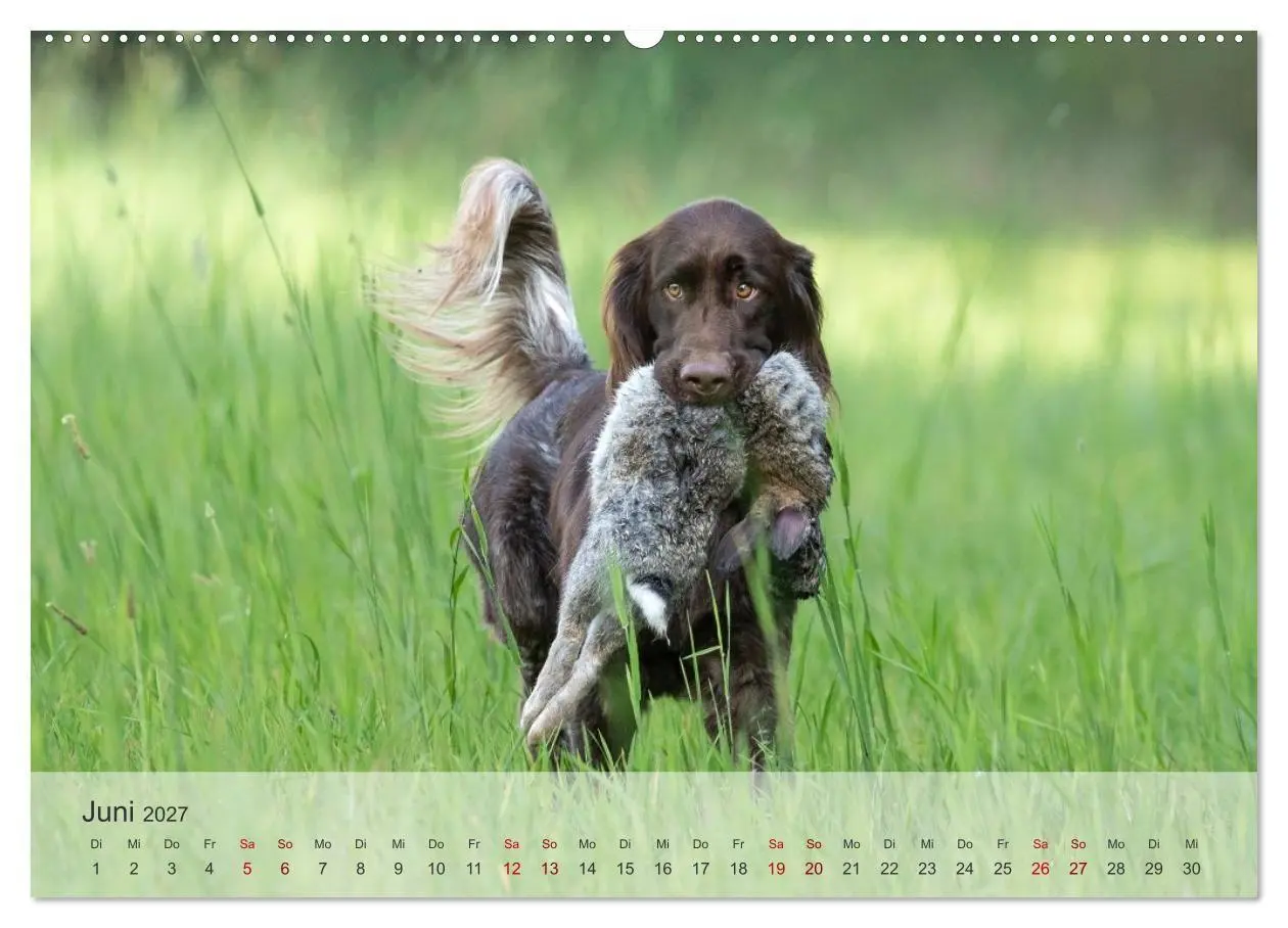 Bild: 9783569080560 | Treue Jagdgefährten Der kleine Münsterländer (Wandkalender 2027 DIN...