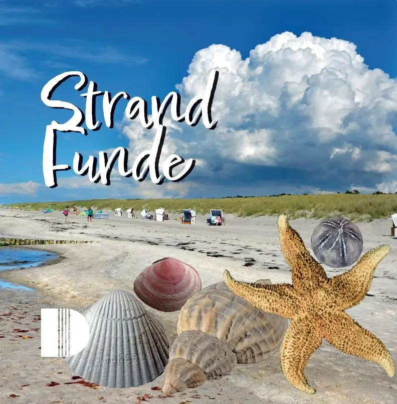 Cover: 9783910150560 | Strandfunde am Ostseestrand | Rolf Reinicke | Broschüre | 60 S. | 2026