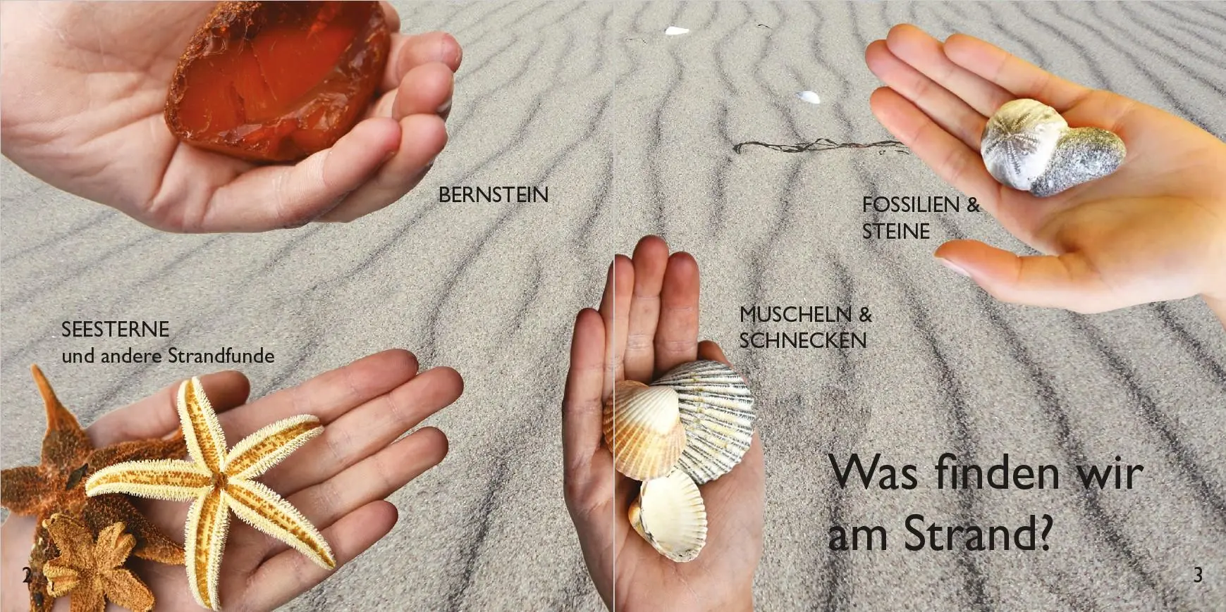 Bild: 9783910150560 | Strandfunde am Ostseestrand | Rolf Reinicke | Broschüre | 60 S. | 2026