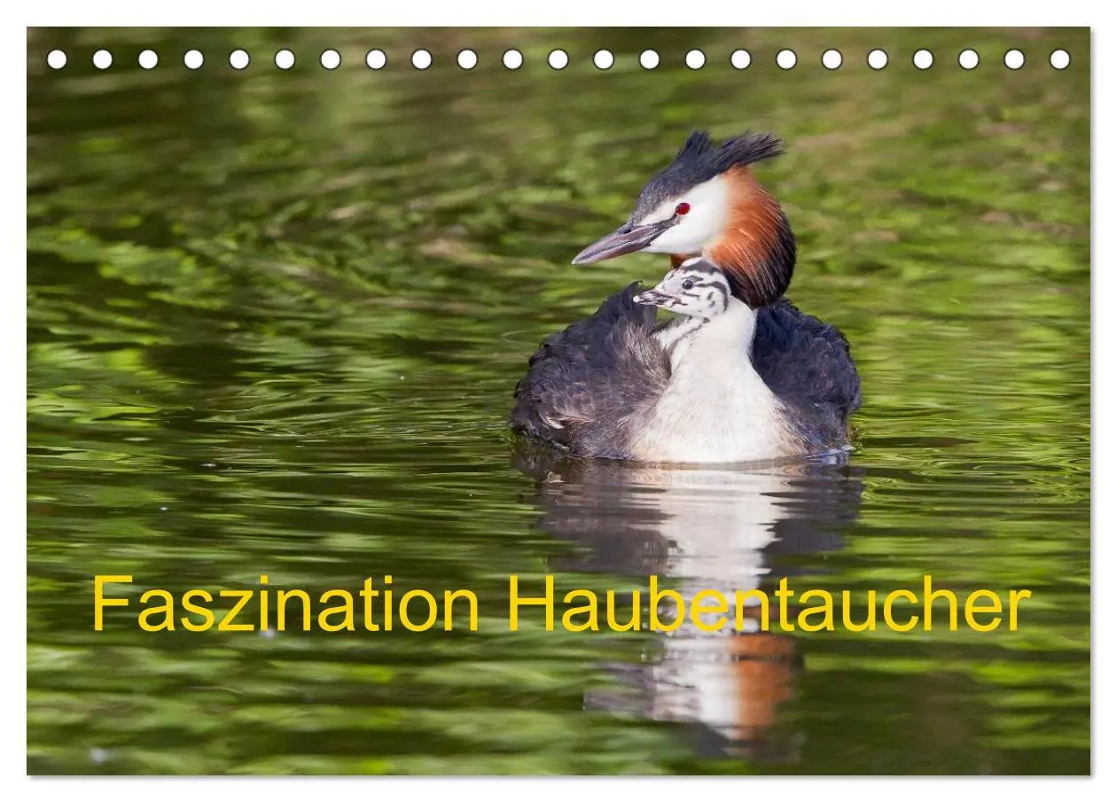 Cover: 9783457950760 | Faszination Haubentaucher (Tischkalender 2026 DIN A5 quer),...