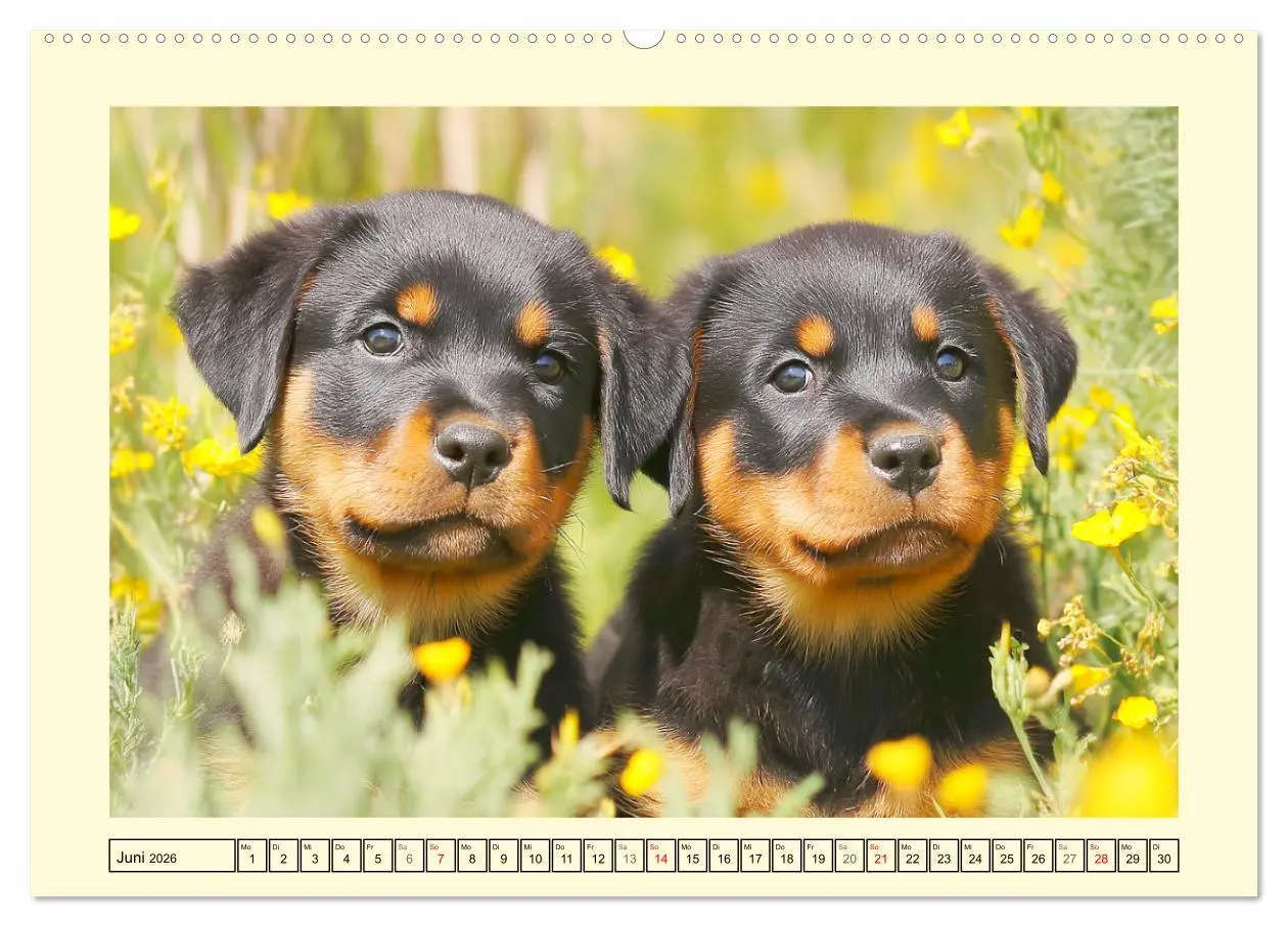 Bild: 9783516420760 | Rottweiler Momente. Kraftvolle Eleganz in der Natur (Wandkalender...
