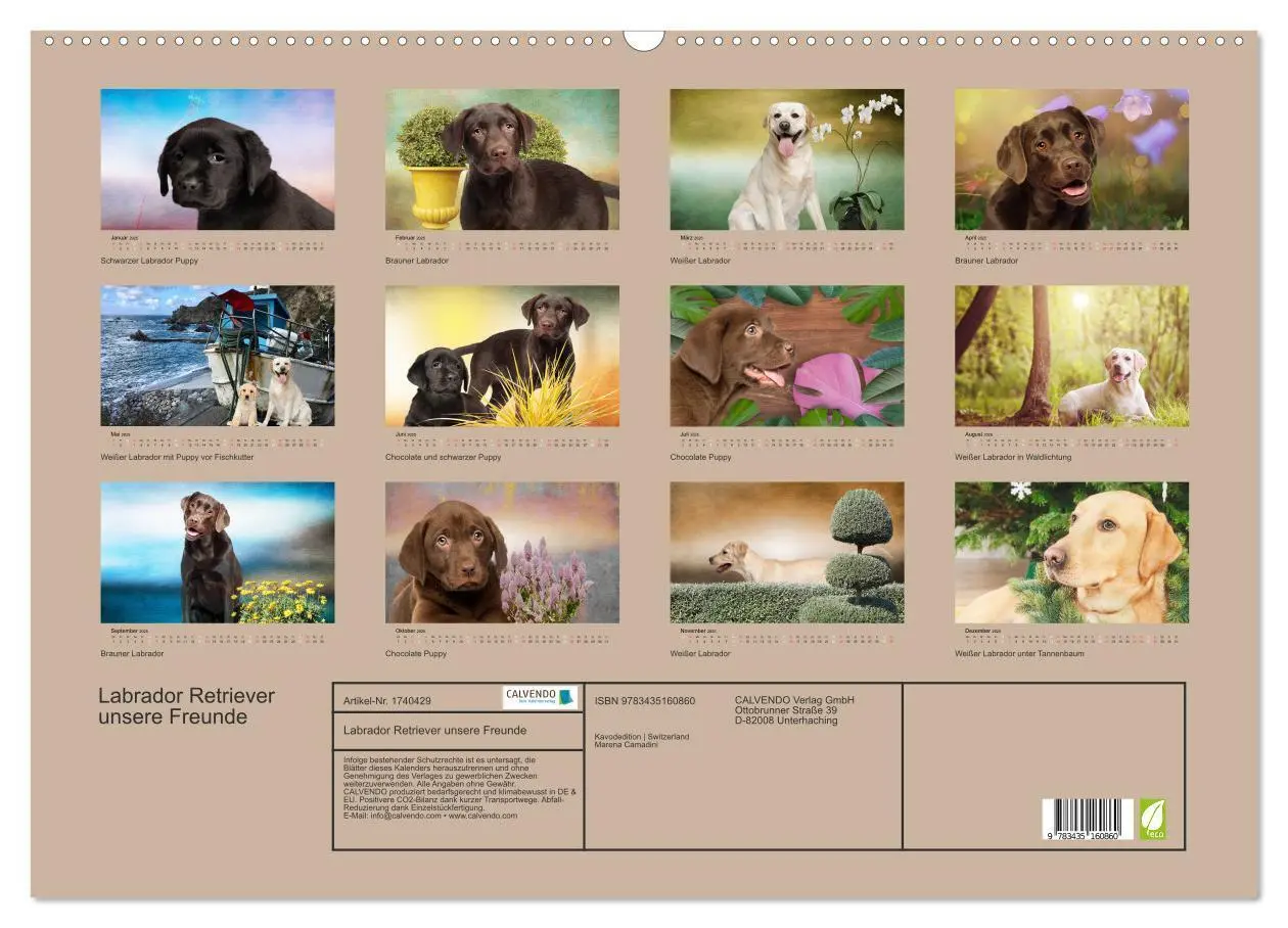 Bild: 9783435160860 | Labrador Retriever unsere Freunde (Wandkalender 2025 DIN A2 quer),...