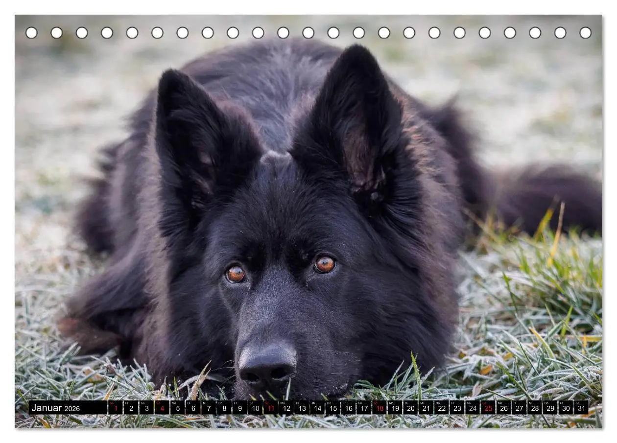 Bild: 9783516030860 | Schwarz ist schön! Der lackschwarze altdeutsche Schäferhund...