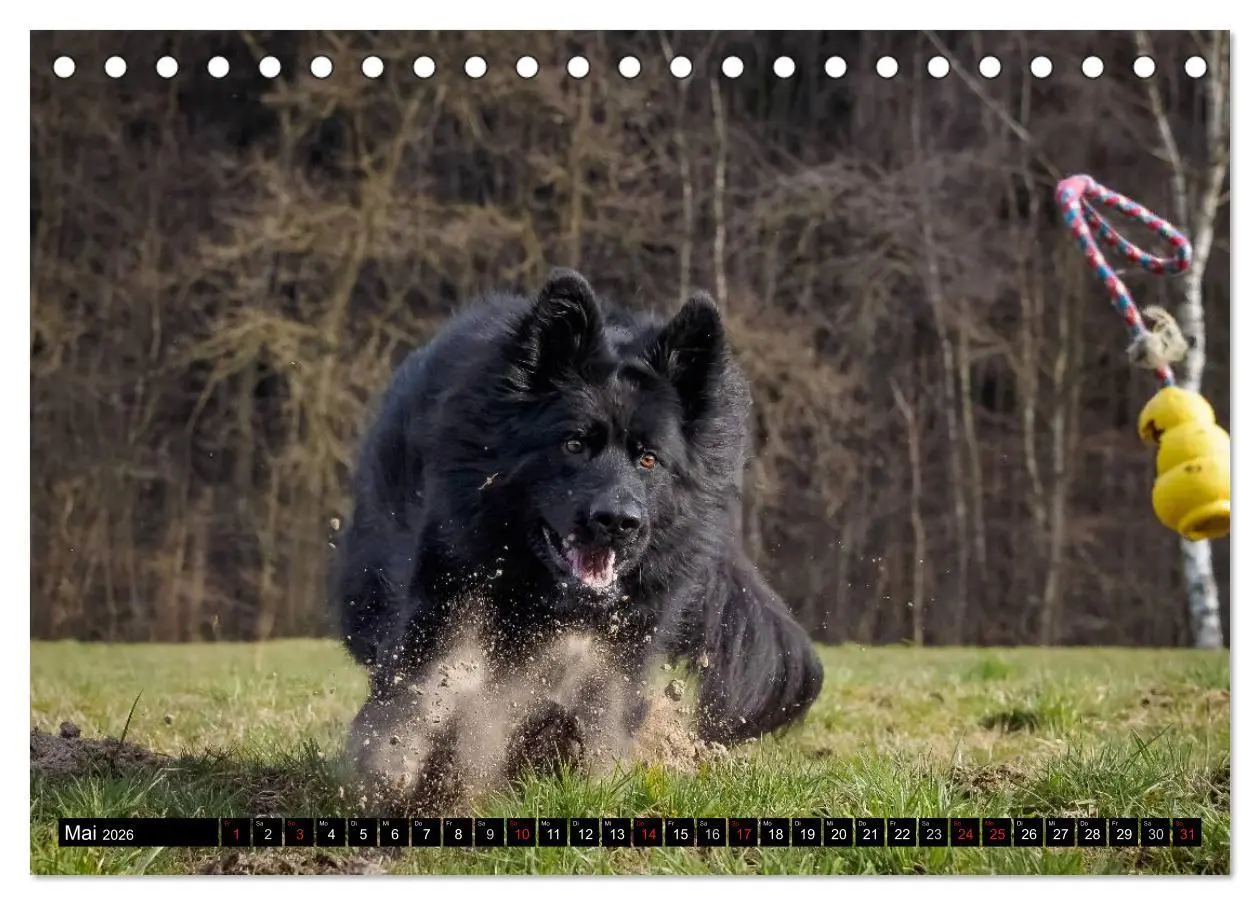 Bild: 9783516030860 | Schwarz ist schön! Der lackschwarze altdeutsche Schäferhund...