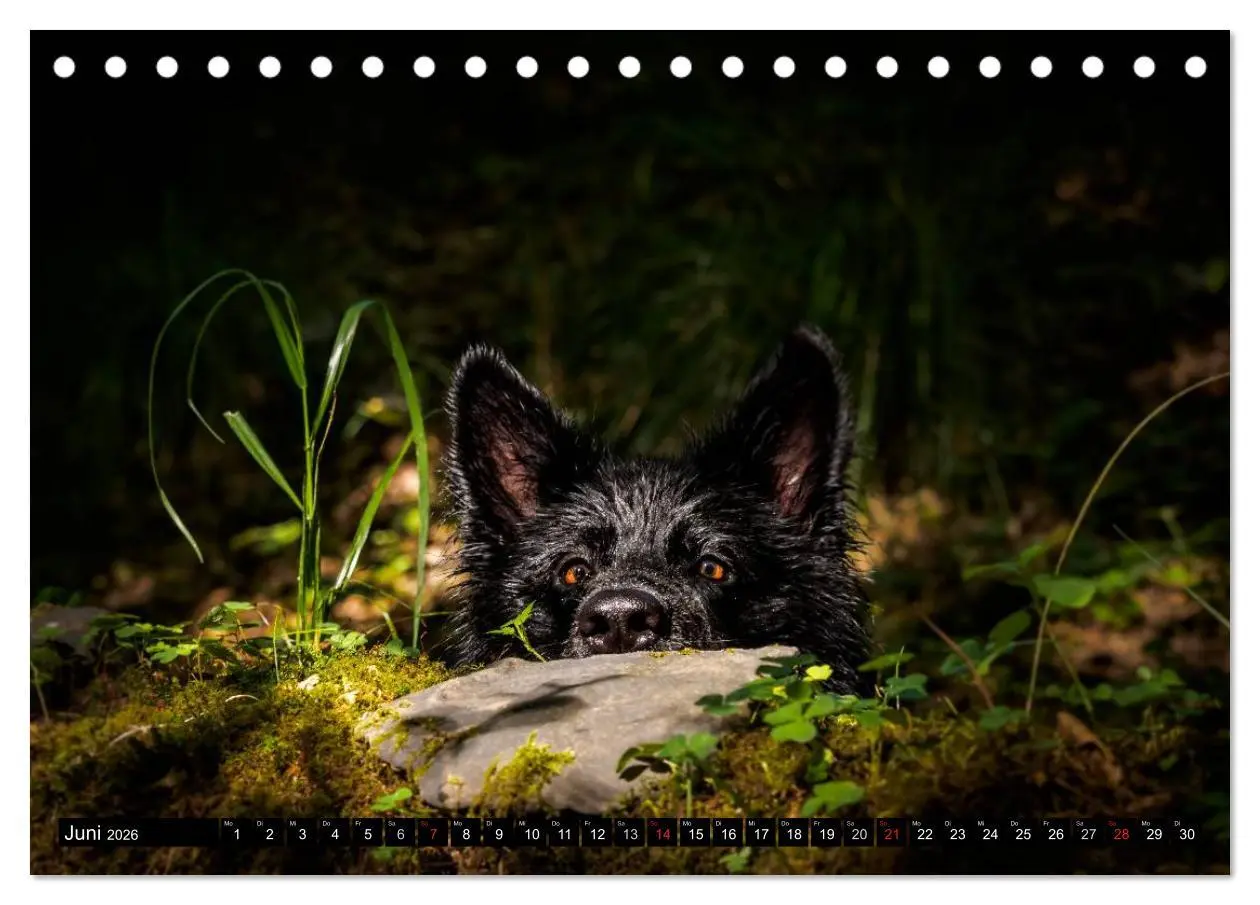 Bild: 9783516030860 | Schwarz ist schön! Der lackschwarze altdeutsche Schäferhund...