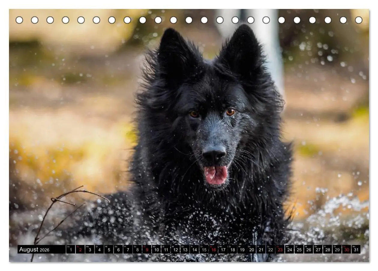 Bild: 9783516030860 | Schwarz ist schön! Der lackschwarze altdeutsche Schäferhund...