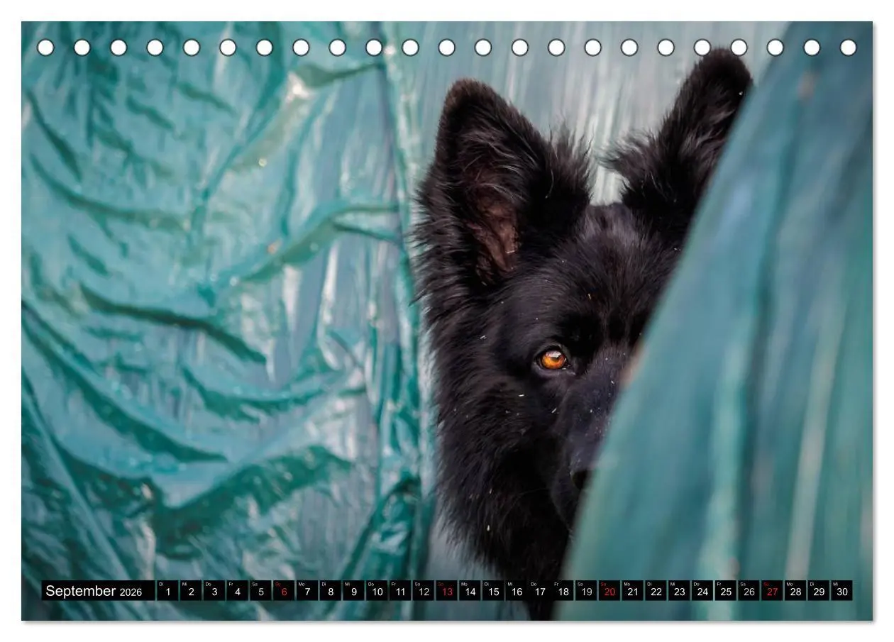 Bild: 9783516030860 | Schwarz ist schön! Der lackschwarze altdeutsche Schäferhund...