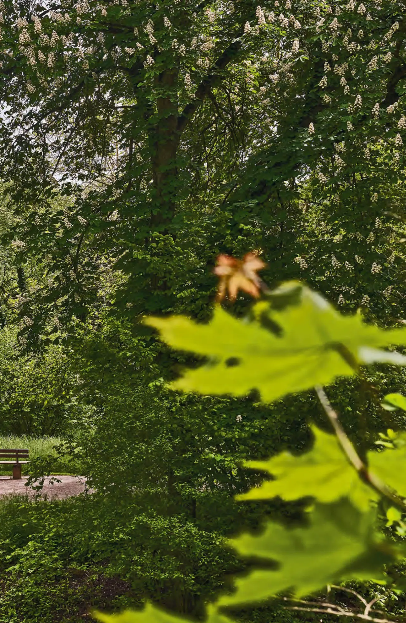 Bild: 9783422800960 | Goethes Gartenhaus | Klassik Stiftung Weimar | Taschenbuch | Im Fokus