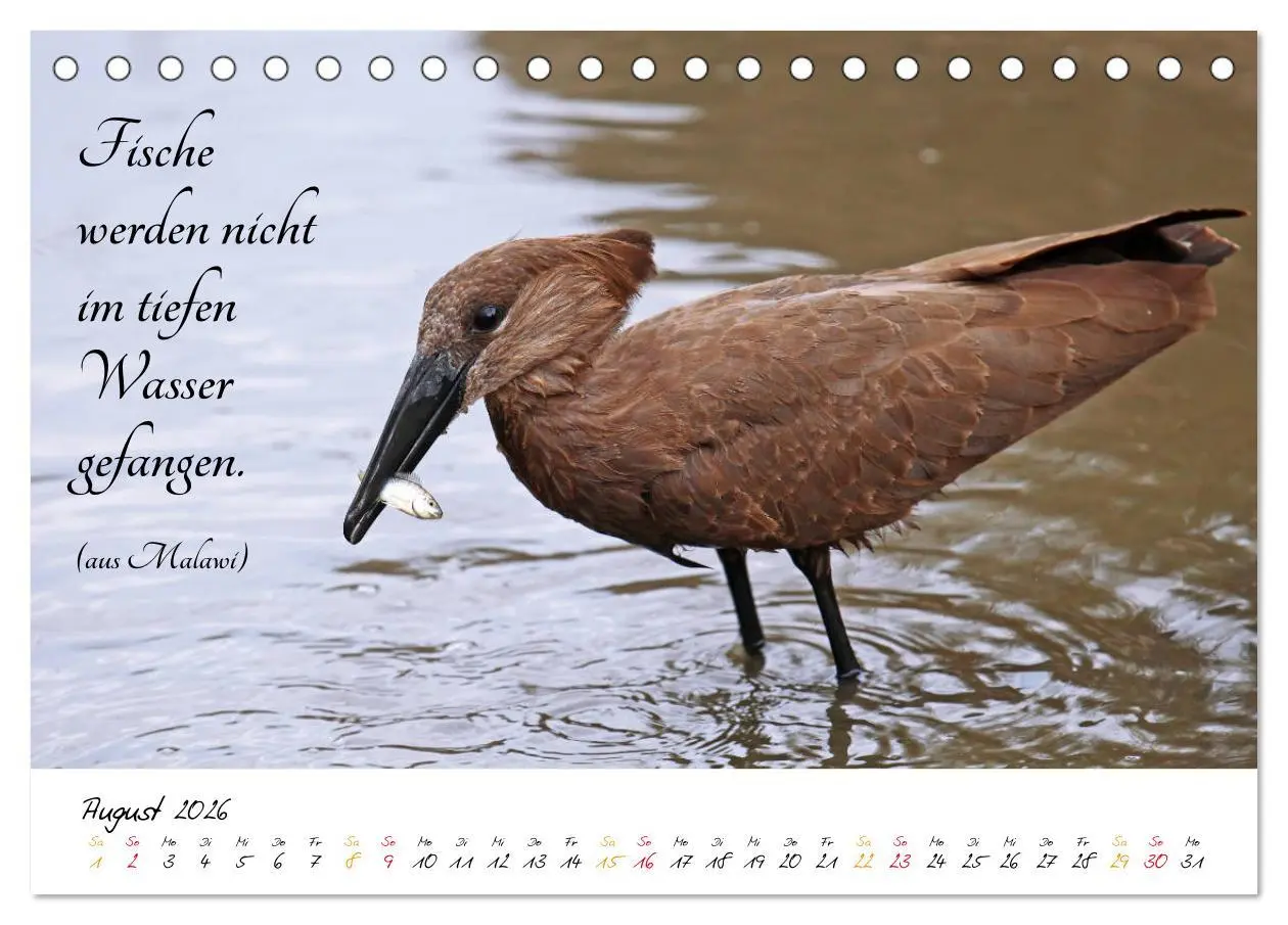 Bild: 9783457860960 | AFRIKA - Kontinent der Poesie (Tischkalender 2026 DIN A5 quer),...