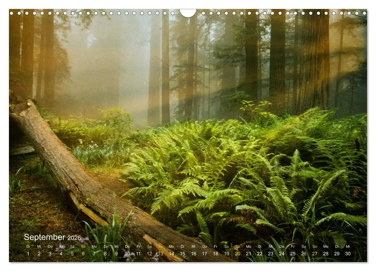 Bild: 9783457511060 | Das Schweigen der Bäume (Wandkalender 2026 DIN A3 quer), CALVENDO...