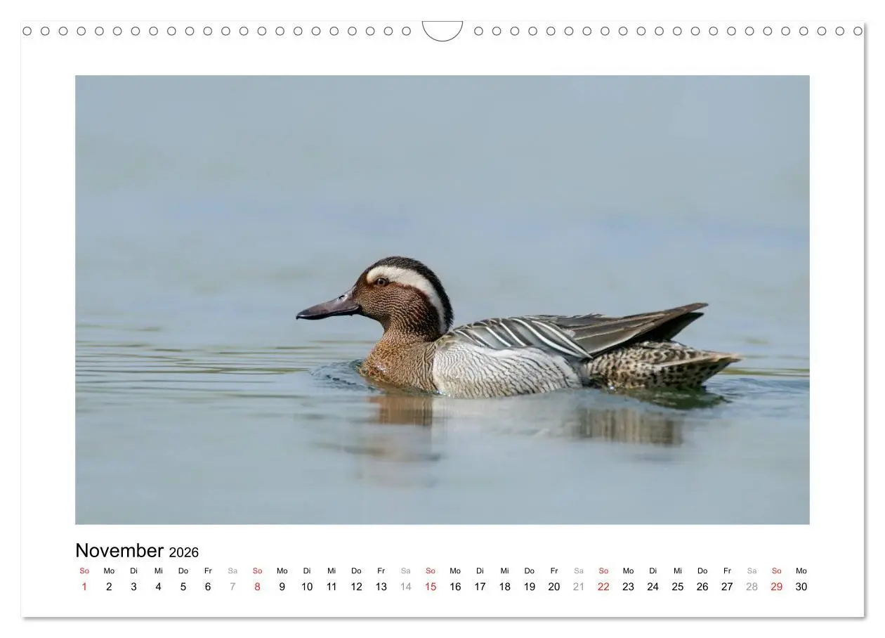 Bild: 9783516081060 | Geschnatter - Enten und Gänse in Deutschland (Wandkalender 2026 DIN...