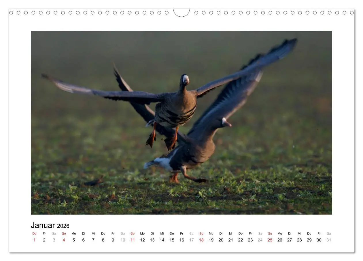 Bild: 9783516081060 | Geschnatter - Enten und Gänse in Deutschland (Wandkalender 2026 DIN...