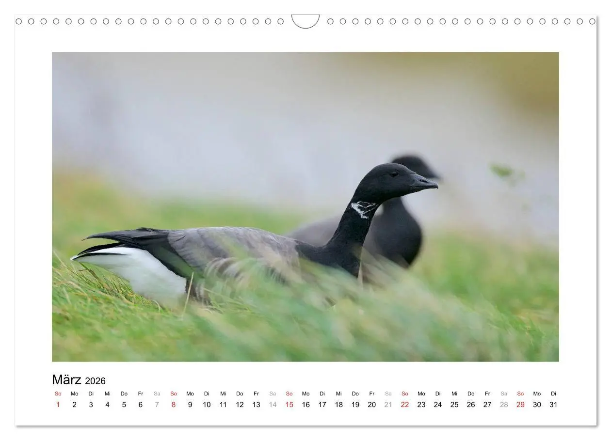 Bild: 9783516081060 | Geschnatter - Enten und Gänse in Deutschland (Wandkalender 2026 DIN...