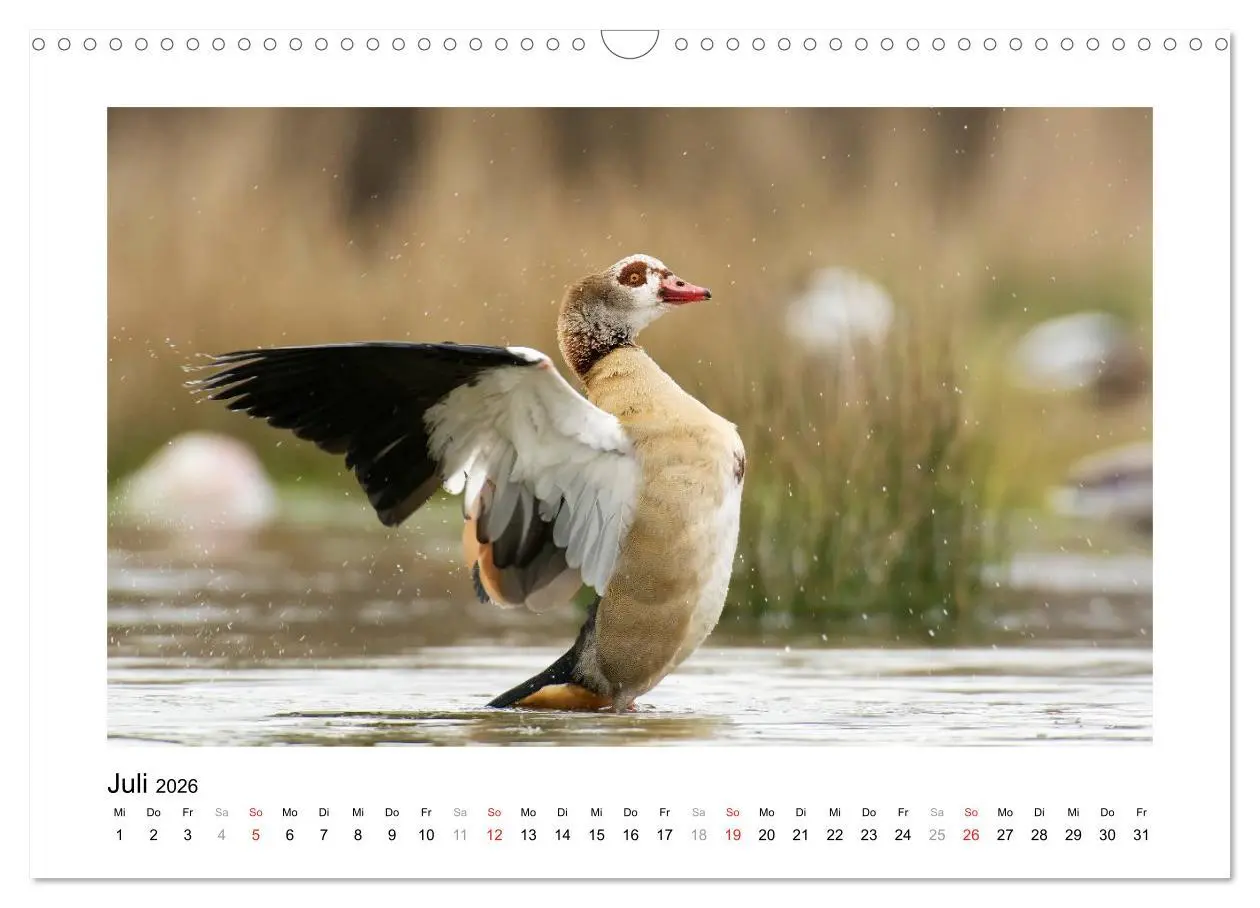 Bild: 9783516081060 | Geschnatter - Enten und Gänse in Deutschland (Wandkalender 2026 DIN...
