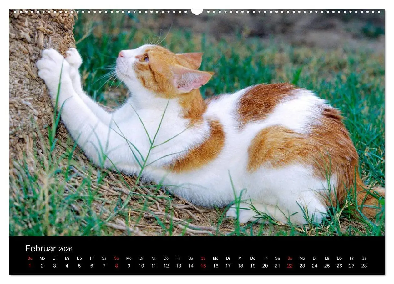 Bild: 9783516201260 | Katzen (hochwertiger Premium Wandkalender 2026 DIN A2 quer),...