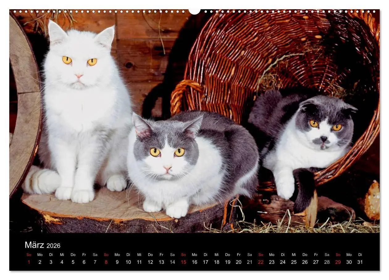Bild: 9783516201260 | Katzen (hochwertiger Premium Wandkalender 2026 DIN A2 quer),...