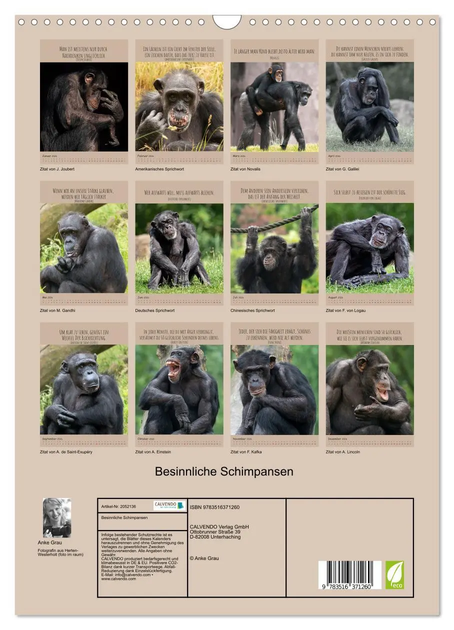 Bild: 9783516371260 | Besinnliche Schimpansen (Wandkalender 2026 DIN A3 hoch), CALVENDO...