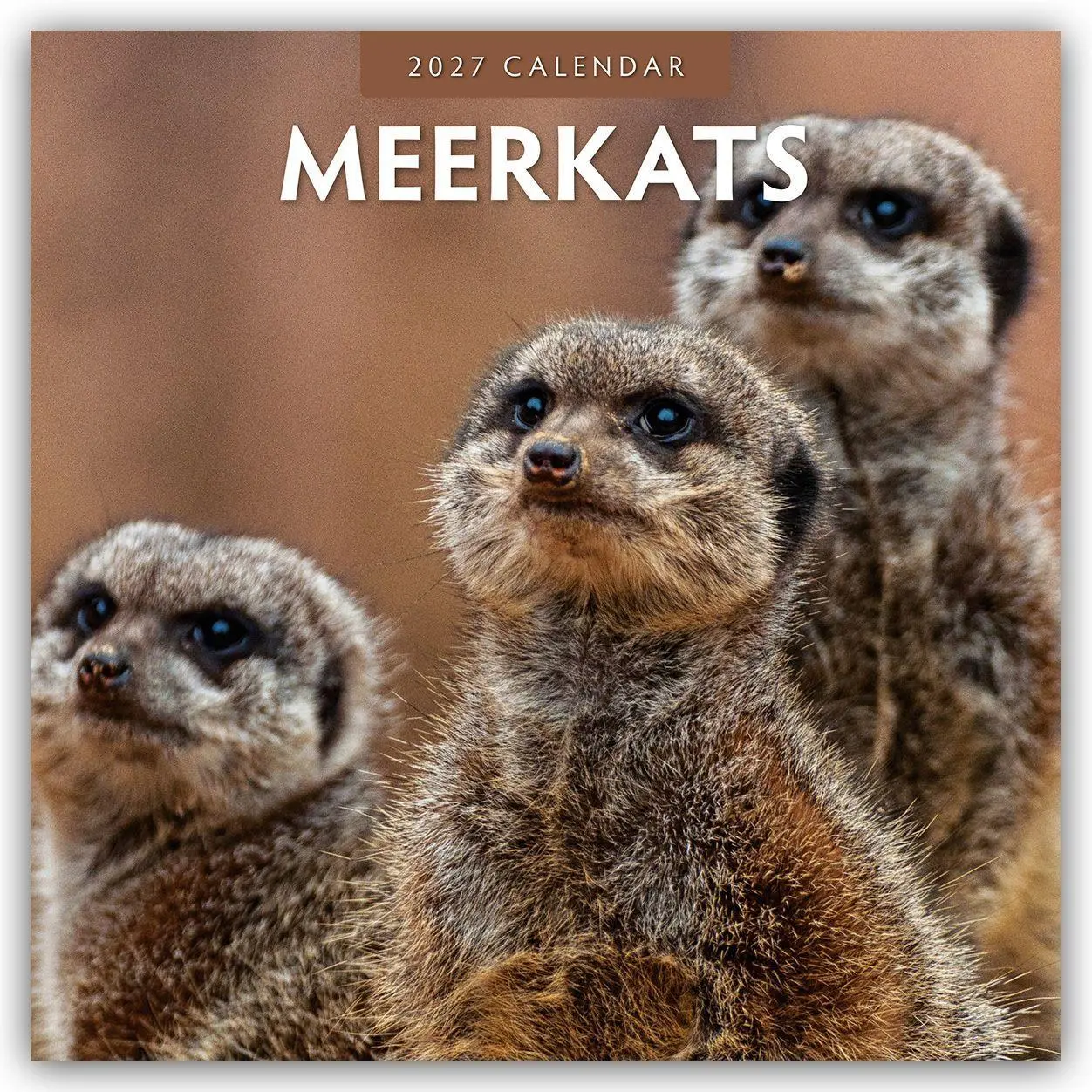 Cover: 9781837011360 | Meerkats - Erdmännchen 2027 - 16-Monatskalender | Robin Red | Kalender
