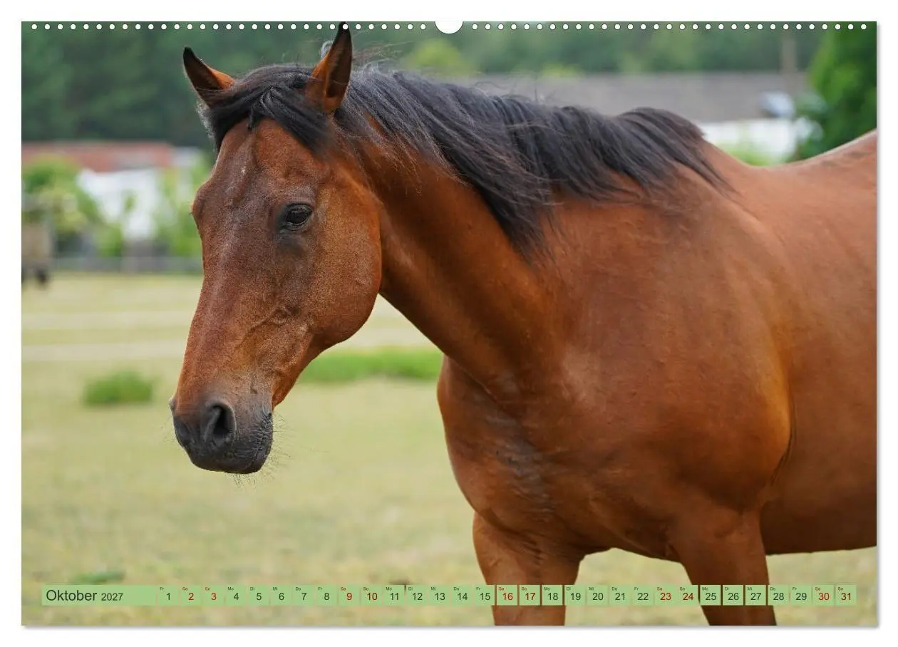 Bild: 9783569381360 | Faszination Trakehner (hochwertiger Premium Wandkalender 2027 DIN...