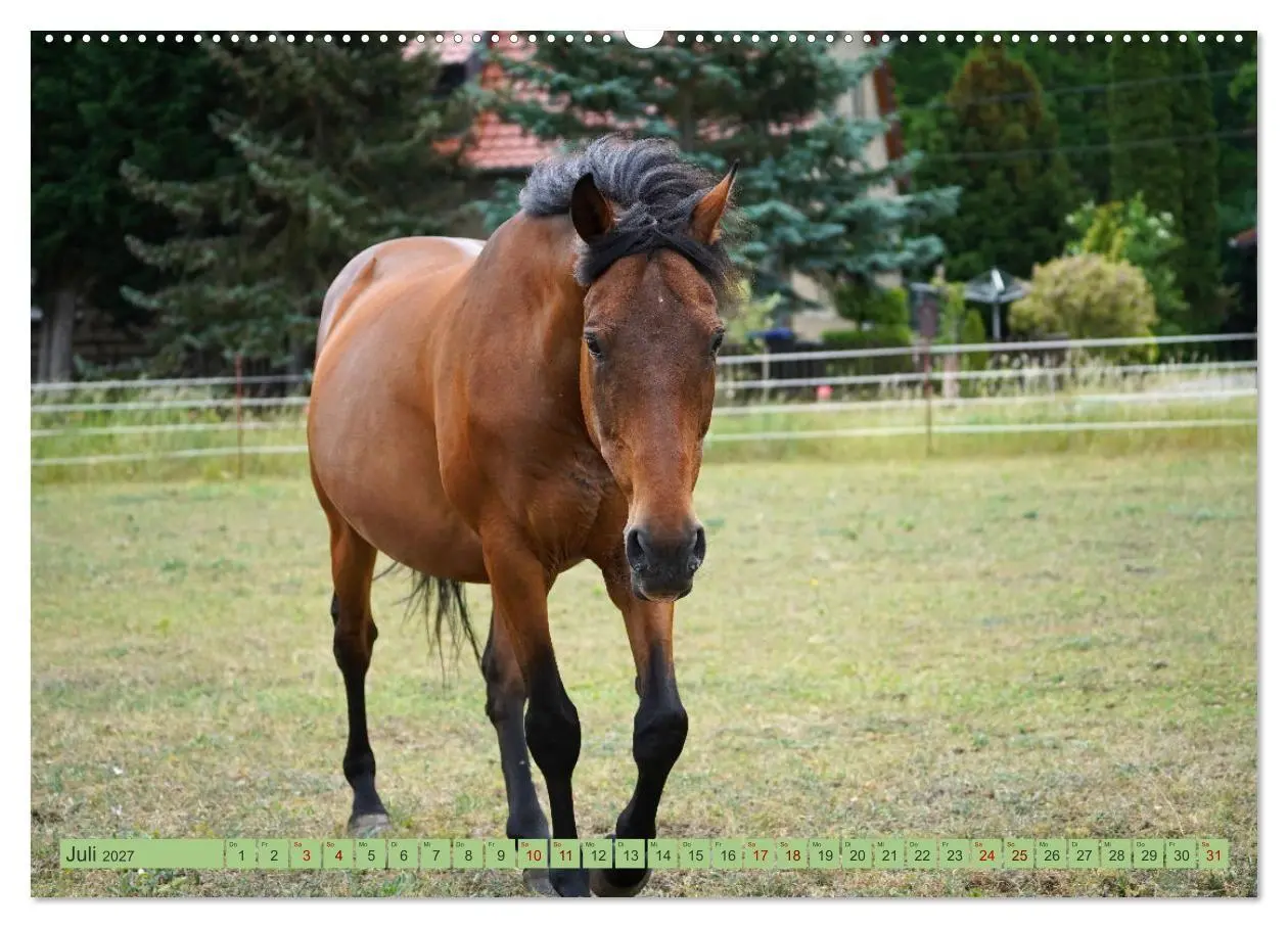Bild: 9783569381360 | Faszination Trakehner (hochwertiger Premium Wandkalender 2027 DIN...