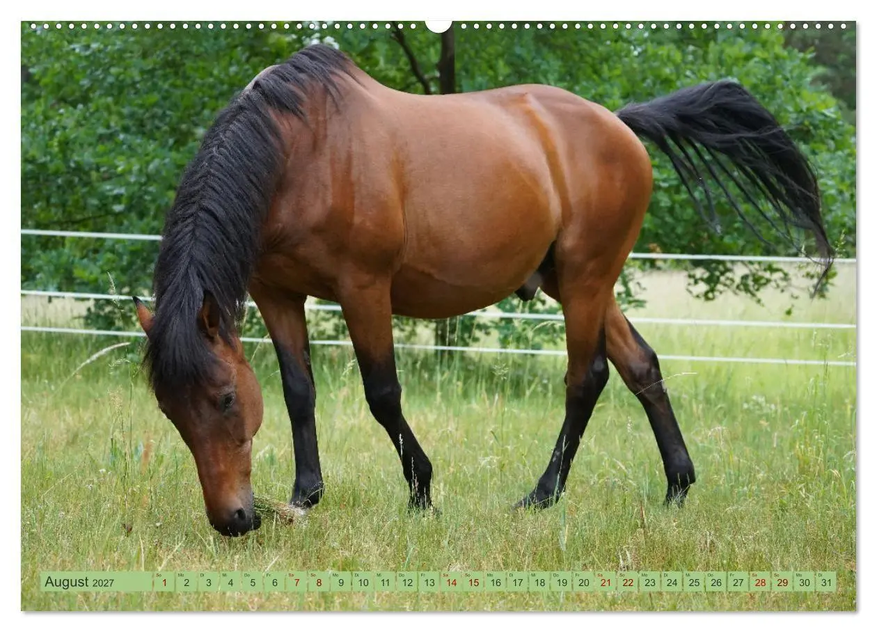 Bild: 9783569381360 | Faszination Trakehner (hochwertiger Premium Wandkalender 2027 DIN...