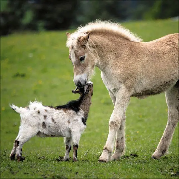 Bild: 9783819301360 | Tierfreundschaften - Familientimer 2027 | Verlag Korsch | Kalender