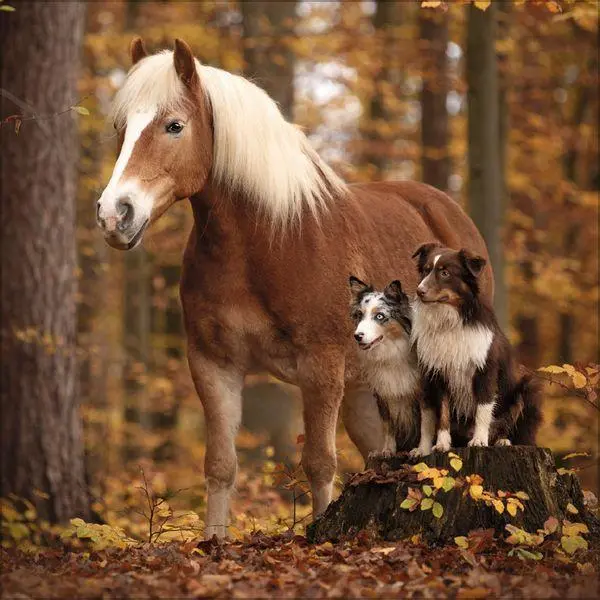Bild: 9783819301360 | Tierfreundschaften - Familientimer 2027 | Verlag Korsch | Kalender
