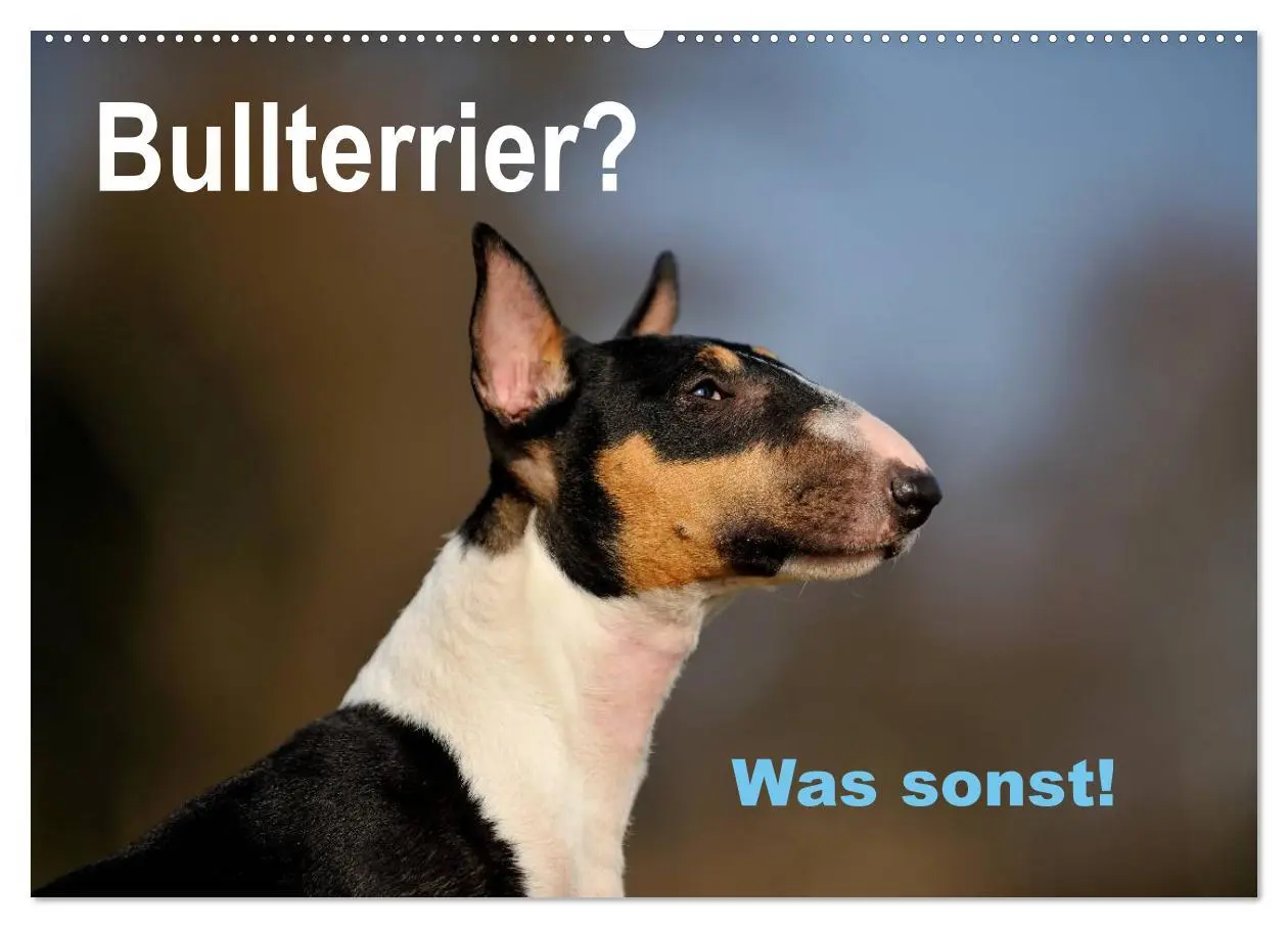 Cover: 9783516041460 | Bullterrier? Was sonst! (Wandkalender 2026 DIN A2 quer), CALVENDO...