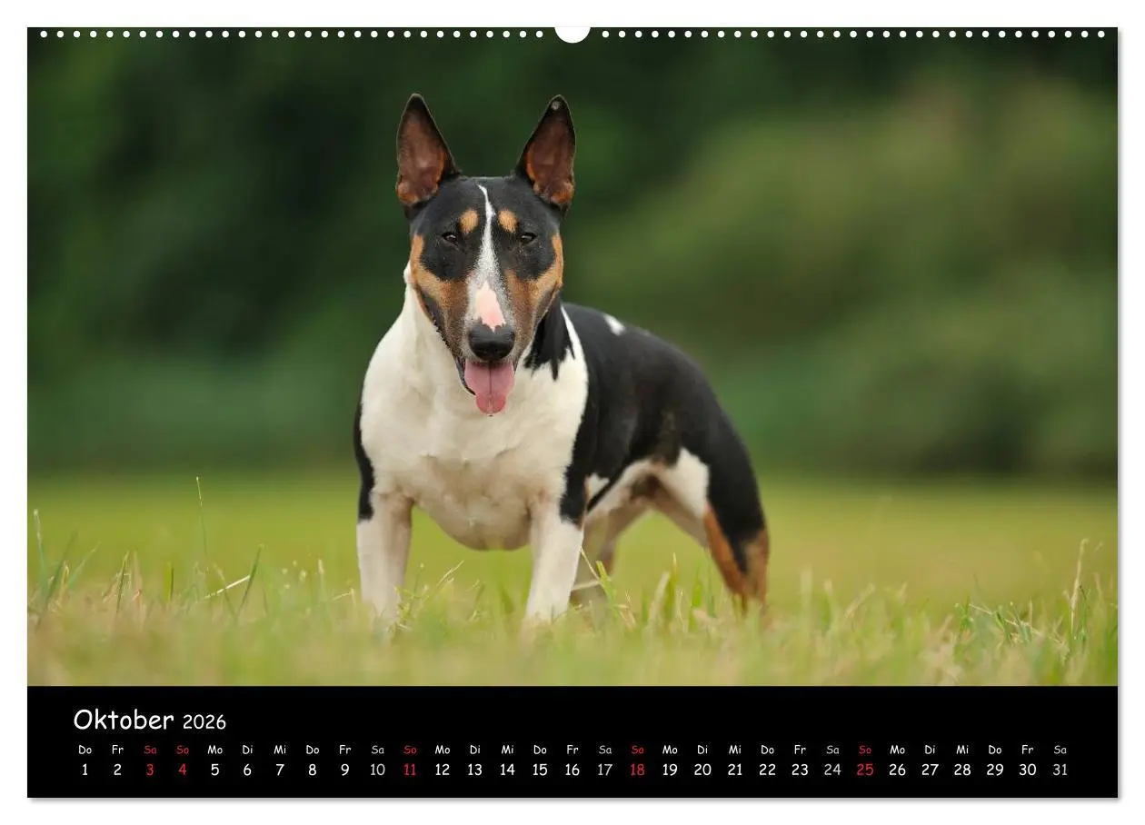 Bild: 9783516041460 | Bullterrier? Was sonst! (Wandkalender 2026 DIN A2 quer), CALVENDO...